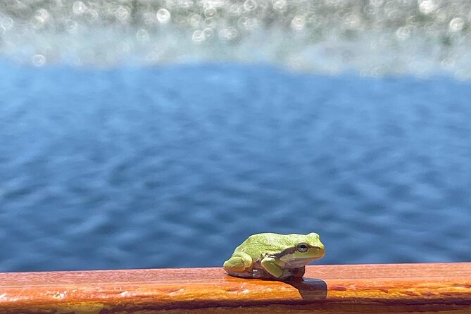 2 Hour Group Boat Trip in Skadar Lake - Navigating the Lake’s Channels and Bird Reservations