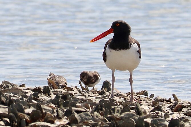 2-Hour Guided Kayak Eco Tour in Charleston - The Experience for Different Skill Levels and Ages