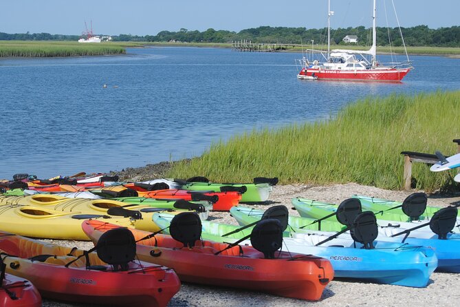 2-Hour Guided Kayak Eco Tour in Charleston - The Wildlife You Are Likely to See