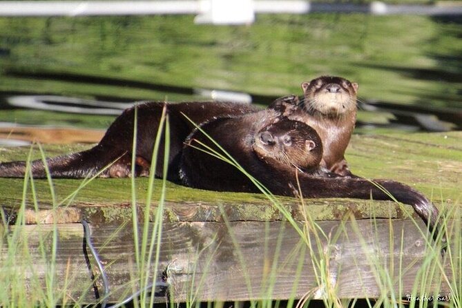 2 Hour Historical Wildlife Tour of the Chain of Lakes - The Scenic Route Through Winter Havens Lakes