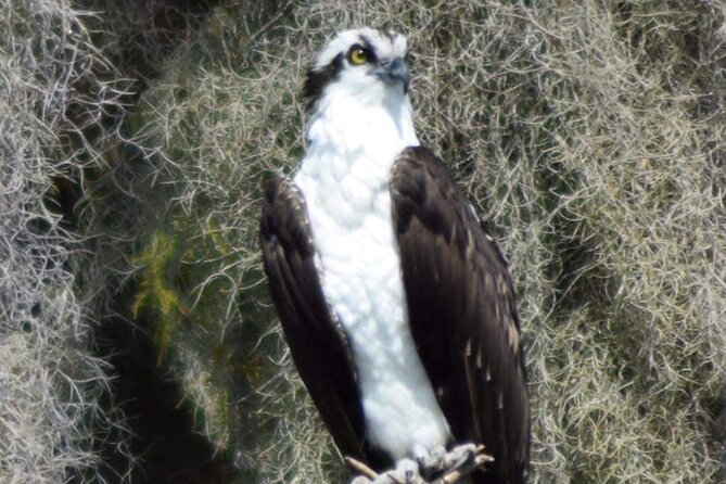 2 Hour Historical Wildlife Tour of the Chain of Lakes - Wildlife Encounters: Alligators, Birds, and More