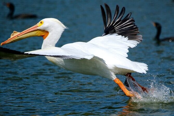 2 Hour Historical Wildlife Tour of the Chain of Lakes - The Guide: Knowledgeable and Friendly