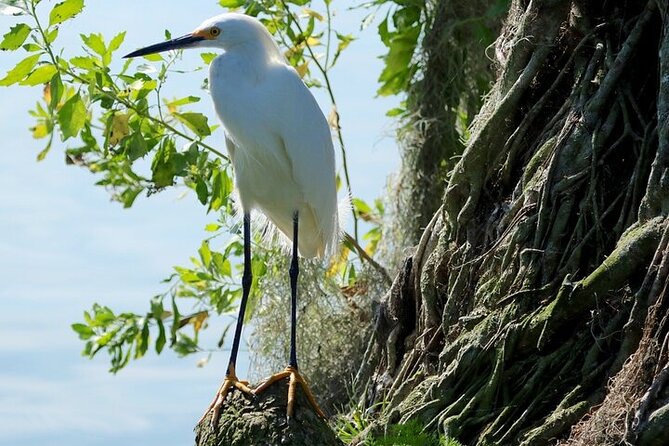 2 Hour Historical Wildlife Tour of the Chain of Lakes - Timing and Weather Considerations