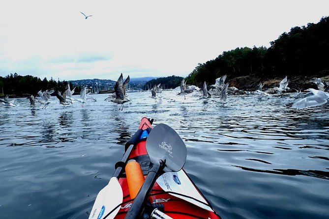 2- hour kayak trip on the Oslo Fjord - Weather Considerations and Cancellation Policy