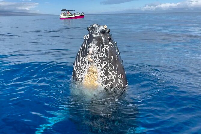 2 hour Lahaina Sunrise Whale Watch - Exciting Maui Whale Watching at Sunrise for Just $70