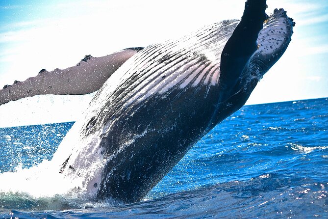 2-Hour Ma'alaea Humpback Whale Watching Cruise for up to 6 Guests - Key Points