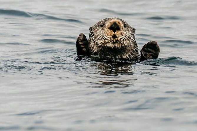 2-Hour Marine Wildlife Tour in Sitka - Key Points