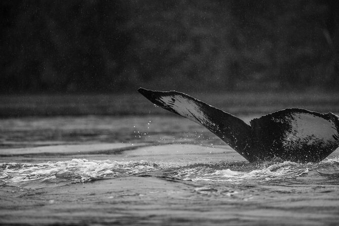 2-Hour Marine Wildlife Tour in Sitka - Meet the Guides Who Make It Special