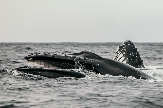 2-Hour Marine Wildlife Tour in Sitka - How This Tour Compares to Other Sitka Wildlife Adventures