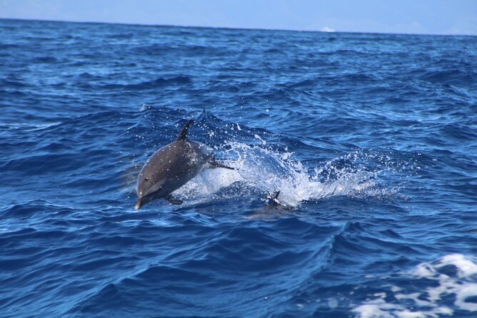 2 Hour Maui Dolphin Watch Sightsee Raft Tour (Semi-Private) - Mauis Only Semi-Private Eco-Raft Dolphin Watch
