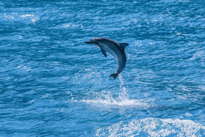 2 Hour Maui Dolphin Watch Sightsee Raft Tour (Semi-Private) - Upgrading Your Experience with Lunch