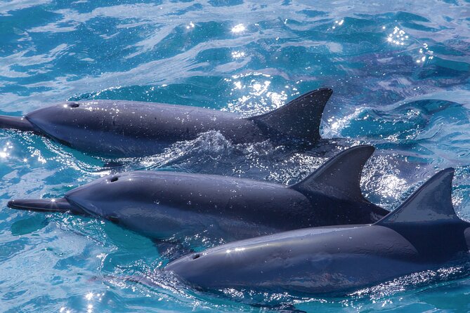2 Hour Maui Dolphin Watch Sightsee Raft Tour (Semi-Private) - Guides and Naturalist Narration