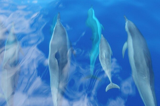 2 Hour Maui Dolphin Watch Sightsee Raft Tour (Semi-Private) - Comparing with Other Maui Marine Tours