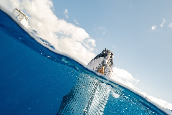 2-Hour Maui Whale Watch from Lahaina Harbor, Maui - The Crew’s Expertise and Narration Style