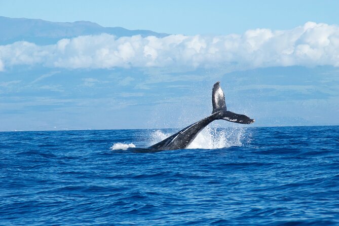 2-Hour Maui Whale Watch from Lahaina Harbor, Maui - Inclusions and Amenities Onboard