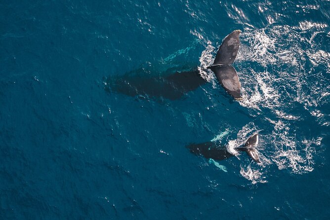 2-Hour Maui Whale Watch from Lahaina Harbor, Maui - What Sets This Tour Apart from Others