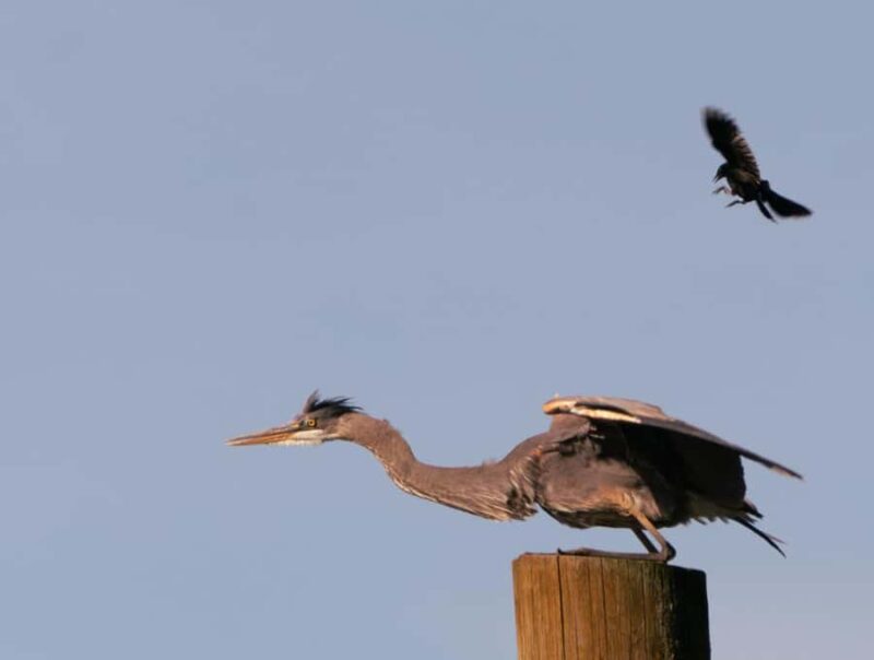 2-Hour Nature River Boat Tour on the Willamette River - Discover the 2-Hour Nature River Boat Tour on the Willamette River