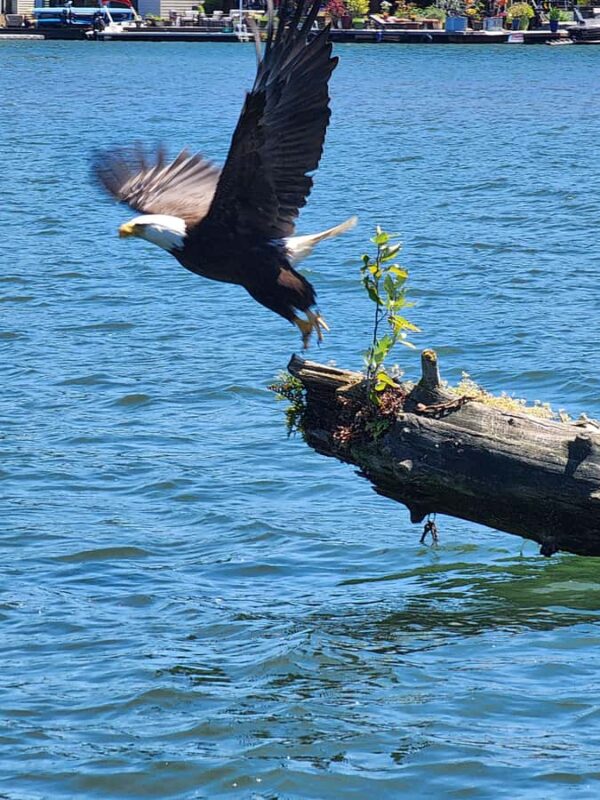 2-Hour Nature River Boat Tour on the Willamette River - Meeting Point at Willamette Park and Easy Access