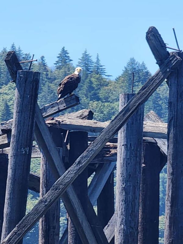 2-Hour Nature River Boat Tour on the Willamette River - Wildlife Encounters: Eagles, Otters, and More