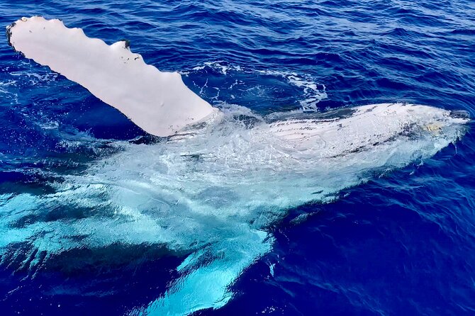 2 Hour Prime Time Maui Whale Watching - Listening to Whales with a Hydrophone