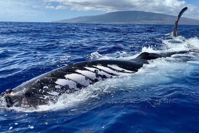 2 Hour Prime Time Maui Whale Watching - Expert Guides and Small-Group Atmosphere