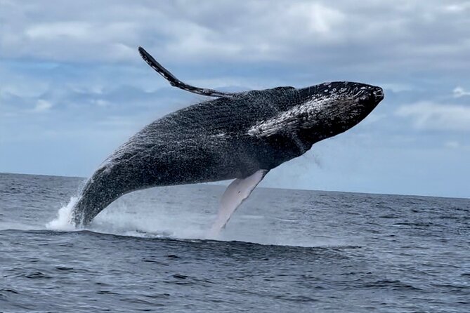2 Hour Prime Time Maui Whale Watching - Practical Details: Booking, Cancellation, and Accessibility