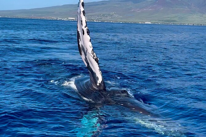 2 Hour Prime Time Maui Whale Watching - Why This Tour Offers Excellent Value for Maui Whale Watching