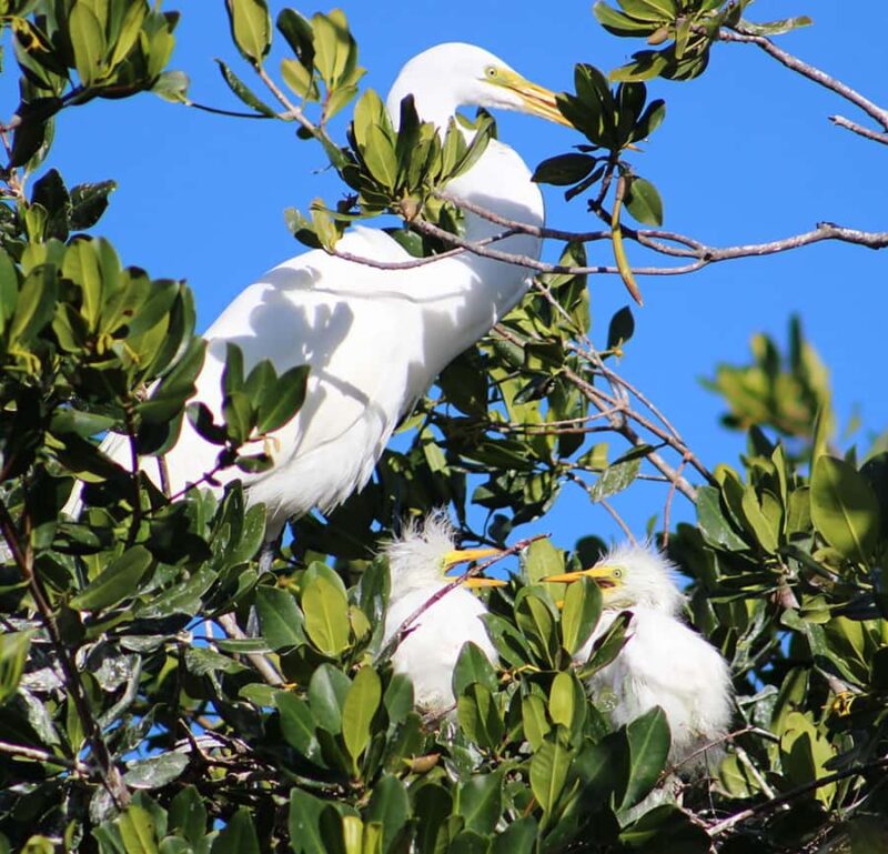 2 Hour Private Eco-Tour - No Fishing, But Plenty of Bird-Watching