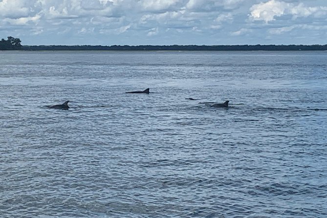 2 - Hour Private Hilton Head Morning Dolphin Watching / Sail - Why This Tour Stands Out from Other Hilton Head Water Tours