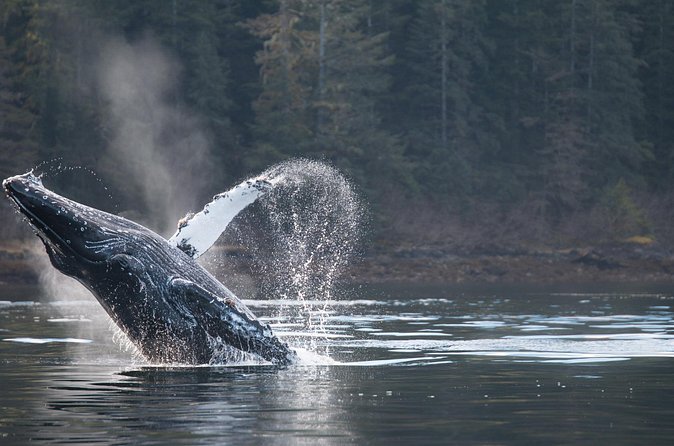 2 Hour Private Marine Wildlife Tour - The Expertise of Sitka Guides: Knowledge and Personal Touch