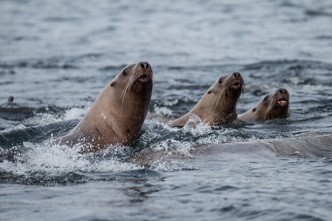 2 Hour Private Marine Wildlife Tour - Timing, Weather, and Flexibility in Cancellations