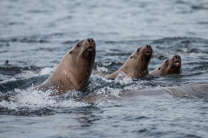 2 Hour Private Marine Wildlife Tour - Who Will Enjoy This Tour Most