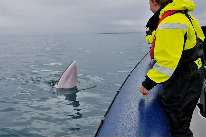 2-Hour RIB Boat Whale Watching Tour from Reykjavik - Key Points