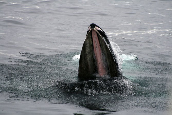 2-Hour RIB Boat Whale Watching Tour from Reykjavik - What to Expect During the Boat Ride