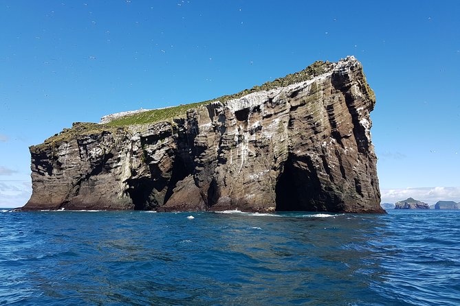 2 hour Round Trip in Vestmannaeyjar on a RIB Boat - Birdwatching: Puffins, Gannets, and Kittiwakes