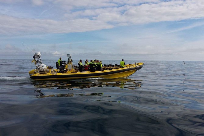 2 hour Round Trip in Vestmannaeyjar on a RIB Boat - Weather and Safety Considerations