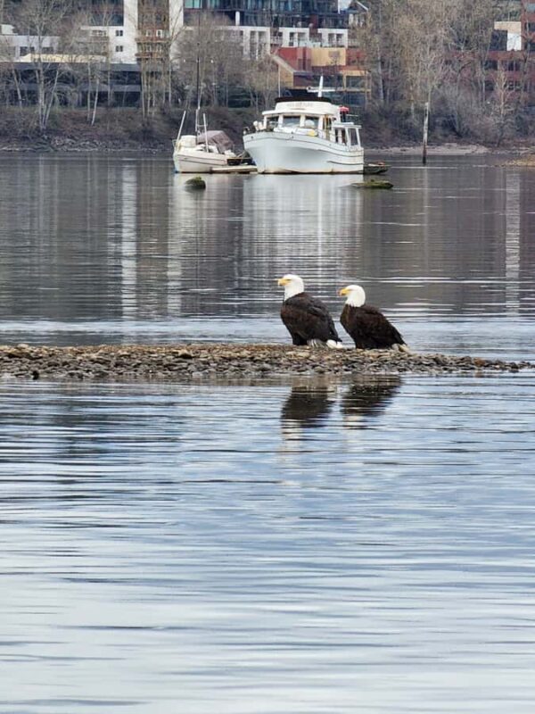 2-Hour Scenic River Tour to the Willamette Falls - Navigating the Historic and Natural Landmarks of Lake Oswego