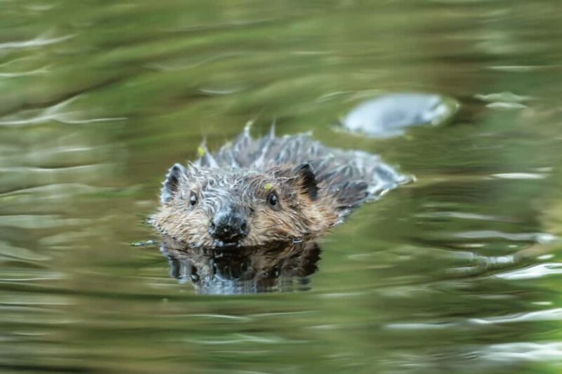 2-Hour Scenic River Tour to the Willamette Falls - Additional Tips for a Smooth Experience