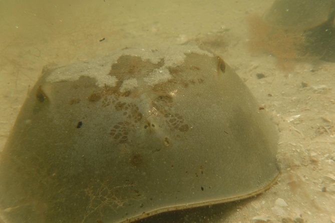 2-hour Shelling Boat Tour in the 10,000 Islands - Wildlife Spotting Tips and Best Times