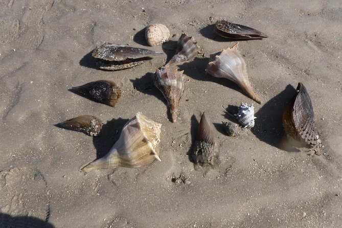 2-hour Shelling Boat Tour in the 10,000 Islands - What Sets This Tour Apart from Similar Excursions