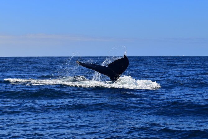 2-Hour Shore Excursion | Arch, Lovers Beach & Whale Encounters - Tips for a Smooth and Enjoyable Trip