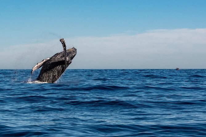 2-Hour Shore Excursion | Arch, Lovers Beach & Whale Encounters - Reviews That Highlight the Tour’s Strengths