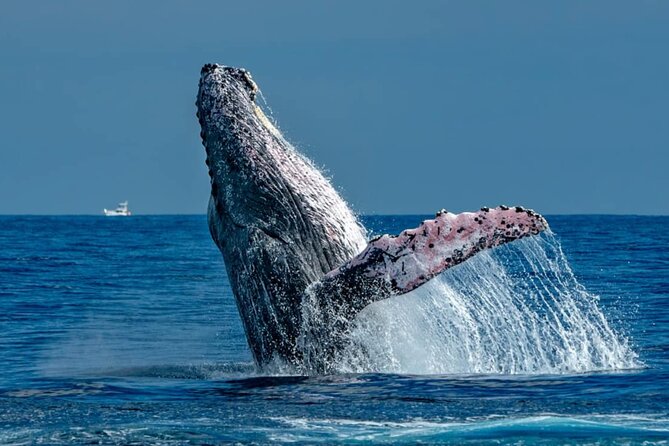 2-Hour Shore Excursion | Arch, Lovers Beach & Whale Encounters - Who Will Enjoy This Cabo Tour?