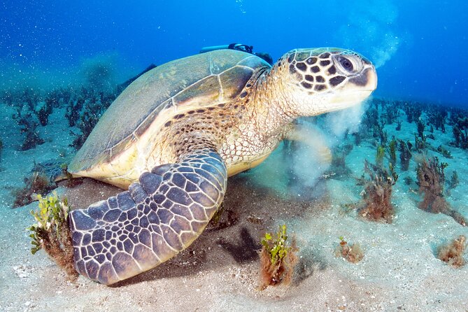 2-Hour Snorkeling Adventure in Kauai - Kauai’s Reefs and Marine Life in Focus