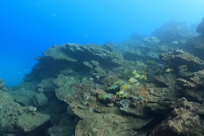 2-Hour Snorkeling Adventure in Kauai - Who Will Appreciate This Tour Most