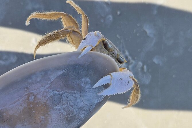 2 Hour Snorkeling and Dolphin Tour - Snorkeling for Seashells and Marine Treasures