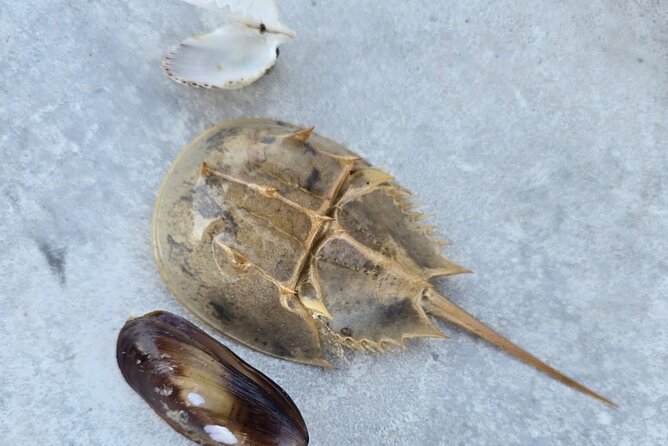 2 Hour Snorkeling and Dolphin Tour - The Benefits of a Private Marine Experience