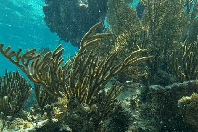 2 hour snorkeling in Arrecife de Puerto Morelos - Explore the Best Reefs of Puerto Morelos in Just 2 Hours