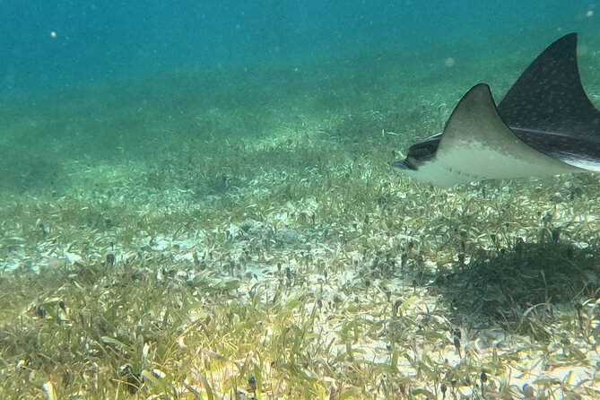 2 hour snorkeling in Arrecife de Puerto Morelos - Key Points