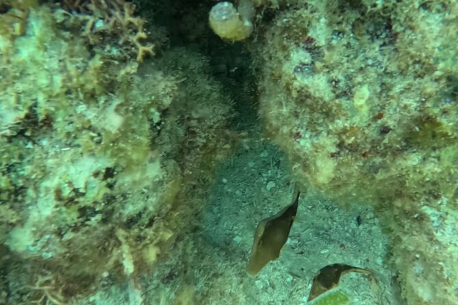 2 hour snorkeling in Arrecife de Puerto Morelos - Optional Extras and Additional Costs